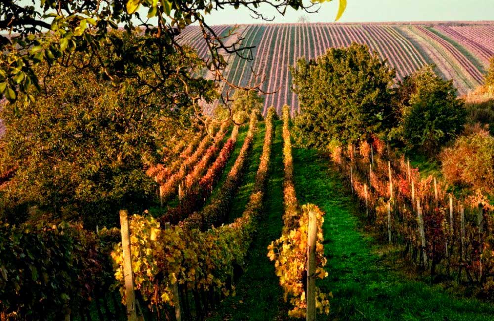 Словацкое вино: крупнейшие регионы виноградников