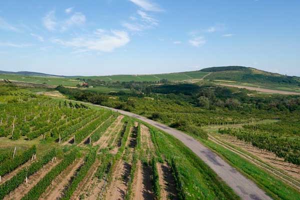 Словацкое вино: крупнейшие регионы виноградников